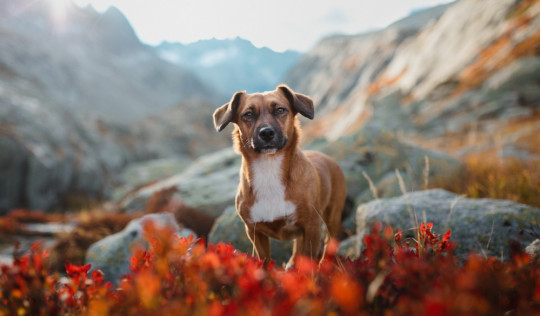 Des vacances en Suisse avec son chien