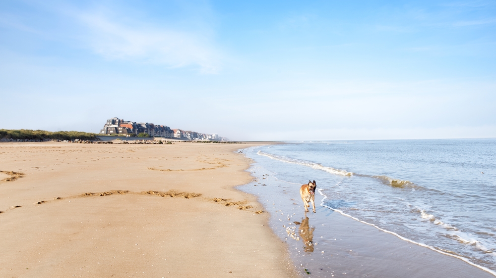 vacances avec son chien en france : plage de cabourg