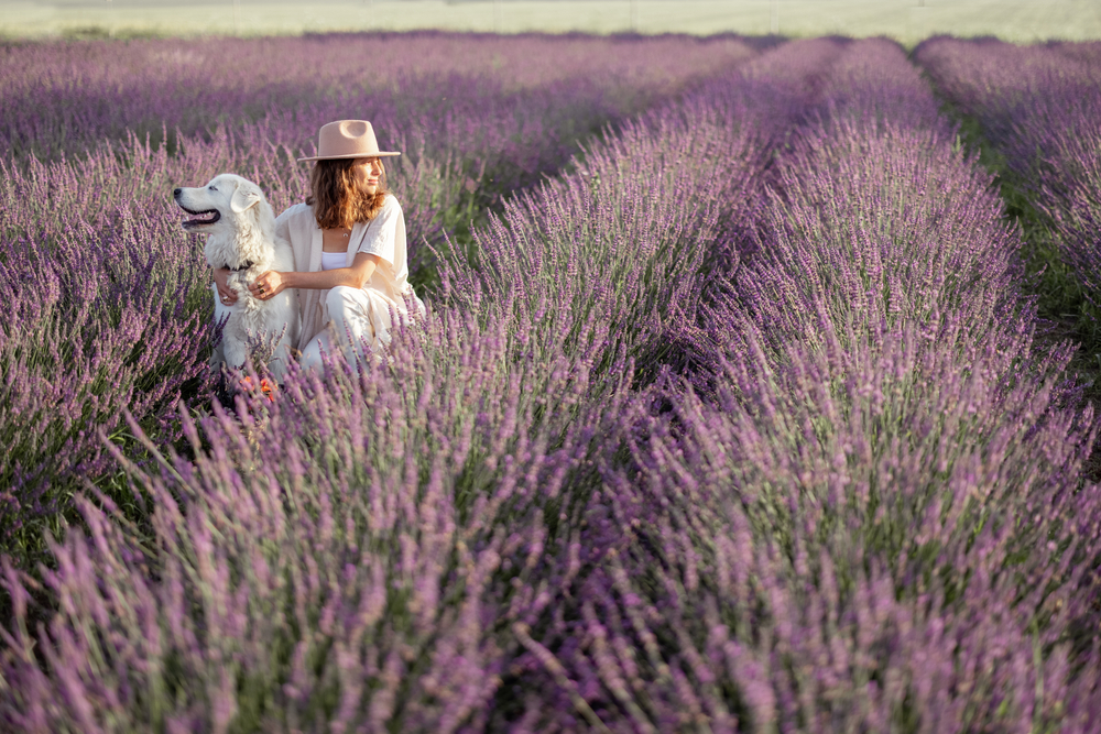 vacances chien france : champs lavande provence