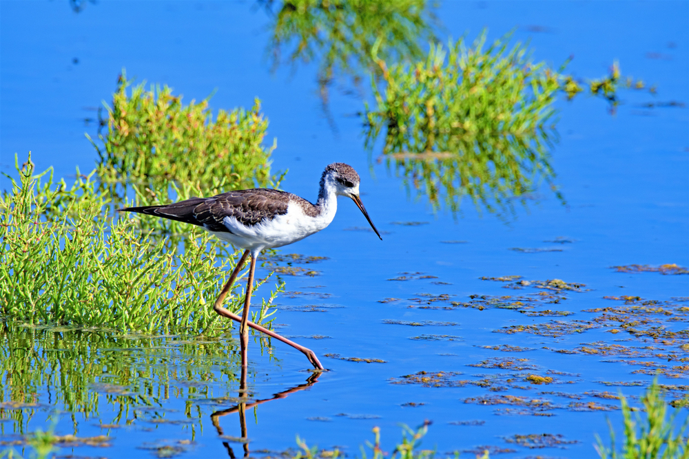 oiseau, Albufera, Baléares