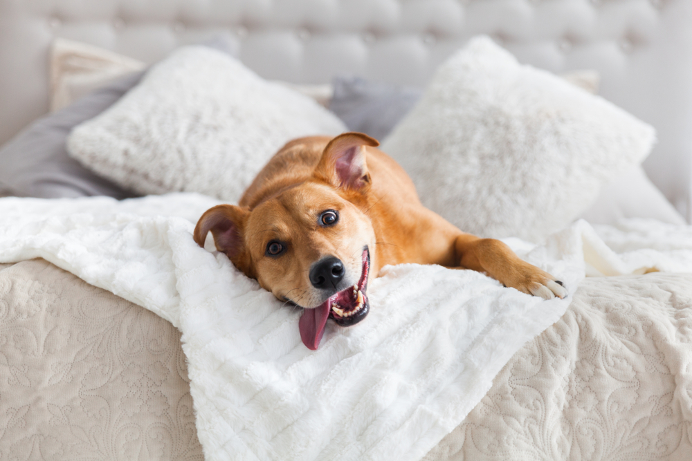 Schweiz Hundehotels