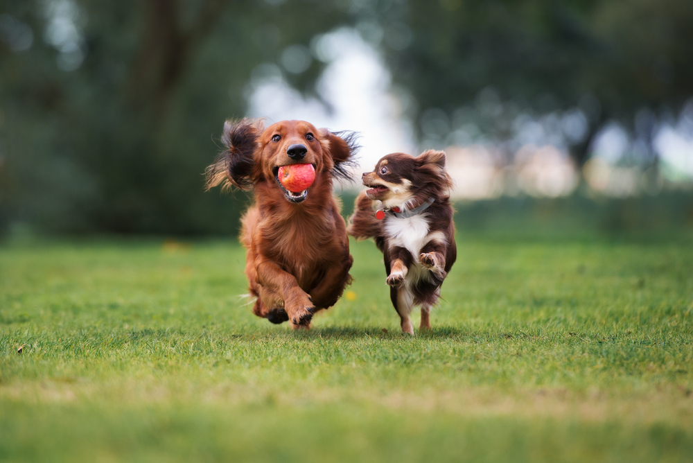 Mit Hund im Schweizer Park